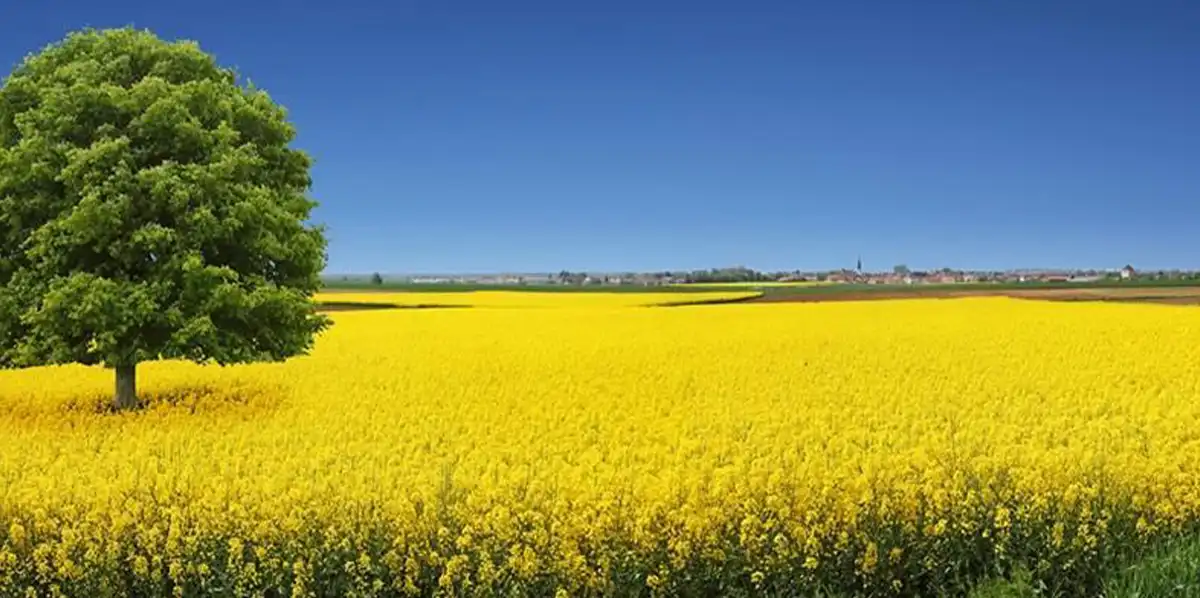 product-banner-Nature