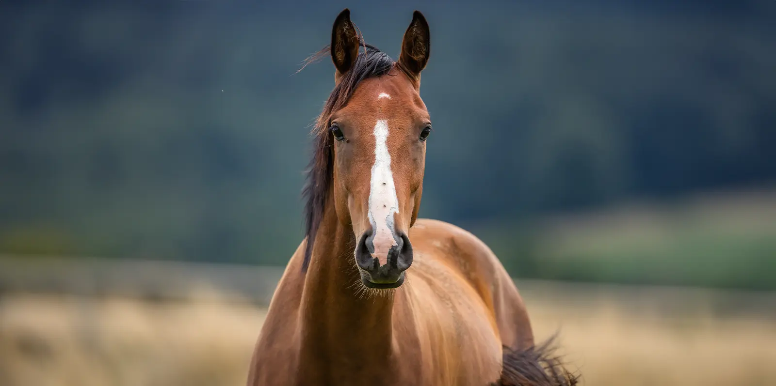 product-banner-horse
