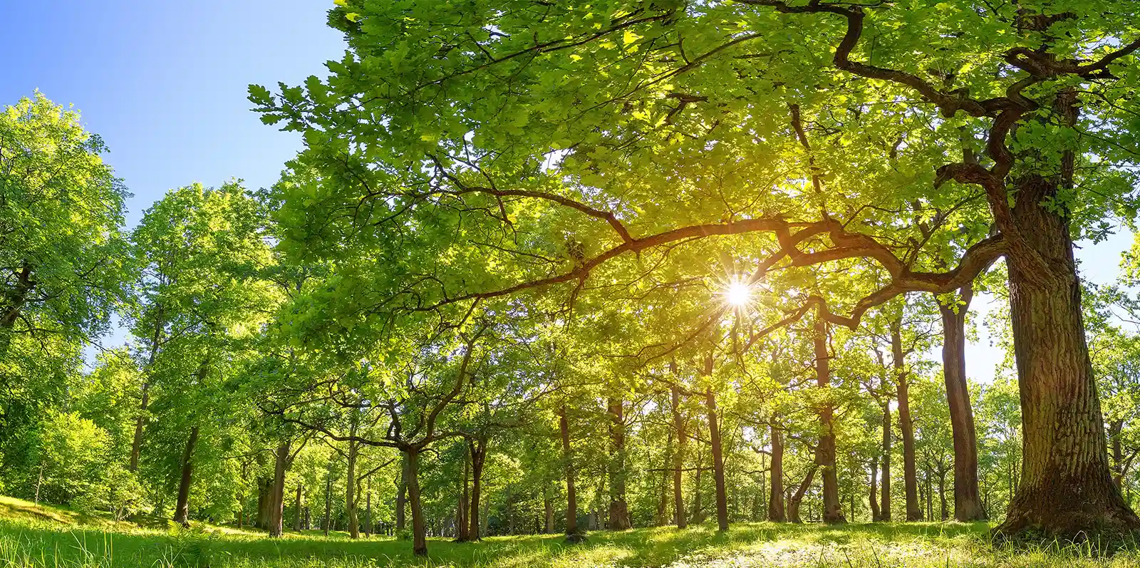 product-banner-miljøret